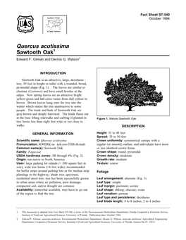 Quercus Acutissima Sawtooth Oak1 Edward F