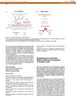 Mdm2 Catalyzed Conjugation of Nedd8 To