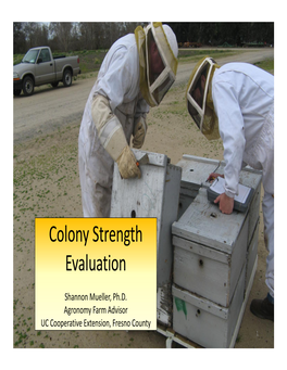 Colony Strength Evaluation