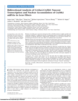 Bidirectional Analysis of Cryba4-Crybb1 Nascent Transcription and Nuclear Accumulation of Crybb3 Mrnas in Lens Fibers