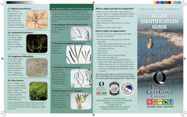 Algae Identification Guide