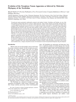 Evolution of the Toxoglossa Venom Apparatus As Inferred by Molecular Phylogeny of the Terebridae