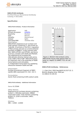 SND1/P100 Antibody Purified Mouse Monoclonal Antibody Catalog # Ao1189a