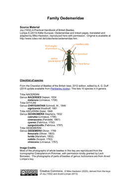 Family Oedemeridae