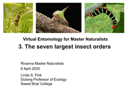 3. the Seven Largest Insect Orders
