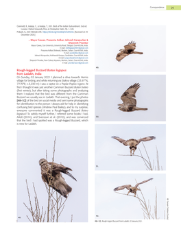 Rough-Legged Buzzard