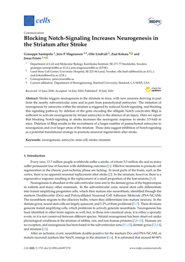 Blocking Notch-Signaling Increases Neurogenesis in the Striatum After Stroke