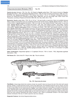 Stegostoma Fasciatum (Hermann, 1783) Fig