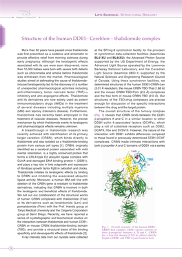 Cereblon – Thalidomide Complex