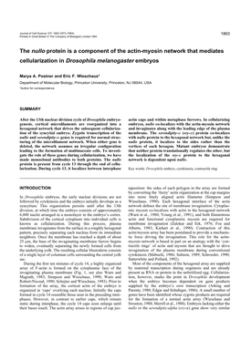 The Nullo Protein Is a Component of the Actin-Myosin Network That Mediates Cellularization in Drosophila Melanogaster Embryos