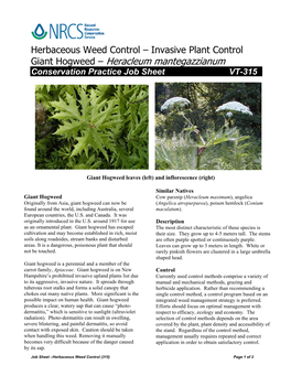 Giant Hogweed – Heracleum Mantegazzianum Conservation Practice Job Sheet VT-315