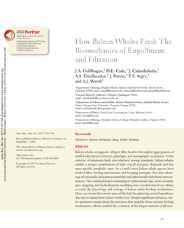 How Baleen Whales Feed: the Biomechanics of Engulfment and Filtration