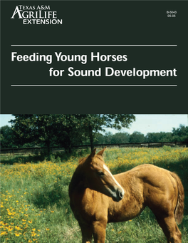 Feeding Young Horses for Sound Development