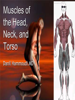 Muscles of the Head, Neck, and Torso