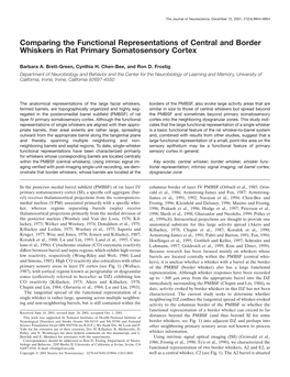 Comparing the Functional Representations of Central and Border Whiskers in Rat Primary Somatosensory Cortex