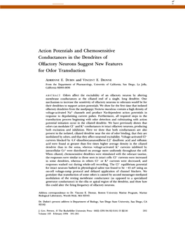 Action Potentials and Chemosensitive Conductances in the Dendrites of Olfactory Neurons Suggest New Features for Odor Transduction