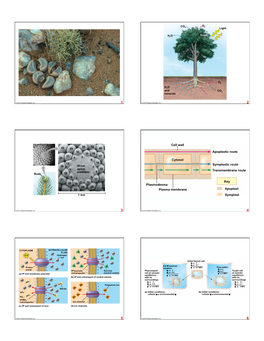 Apoplastic Route Cell Wall Symplastic Route Transmembrane Route Cytosol Key Plasmodesma Plasma Membrane Apoplast Symplast