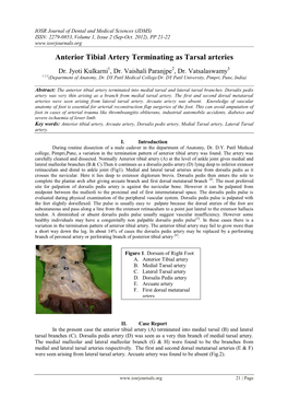 Anterior Tibial Artery Terminating As Tarsal Arteries