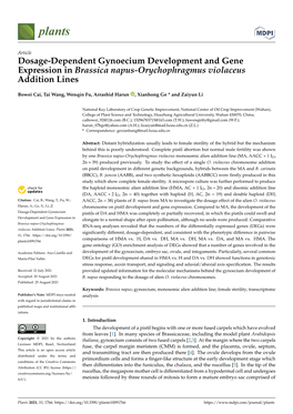 Dosage-Dependent Gynoecium Development and Gene Expression in Brassica Napus-Orychophragmus Violaceus Addition Lines
