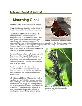 Mourning Cloak