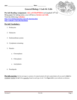 General Biology 1 Lab #4: Cells