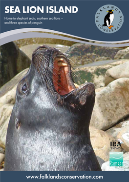 SEA LION ISLAND Home to Elephant Seals, Southern Sea Lions – and Three Species of Penguin