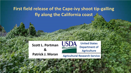 First Field Release of the Cape-Ivy Shoot Tip-Galling Fly Along the California Coast