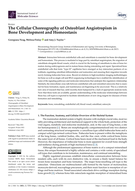 The Cellular Choreography of Osteoblast Angiotropism in Bone Development and Homeostasis