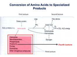 Conversion of Amino Acids to Specialized Products