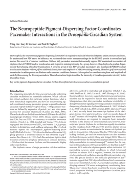 The Neuropeptide Pigment-Dispersing Factor Coordinates Pacemaker Interactions in the Drosophila Circadian System