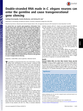 Double-Stranded RNA Made in C. Elegans Neurons Can Enter the Germline and Cause Transgenerational Gene Silencing