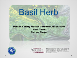 Basil Herb Presentation