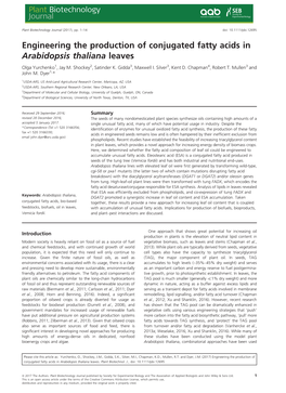 Engineering the Production of Conjugated Fatty Acids in Arabidopsis Thaliana Leaves