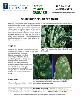 White Rust of Horseradish