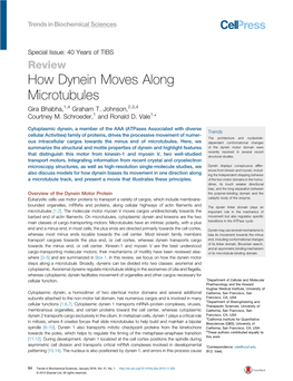 How Dynein Moves Along Microtubules
