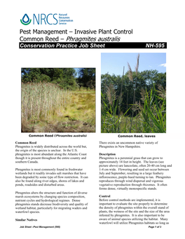 Common Reed – Phragmites Australis Conservation Practice Job Sheet NH-595