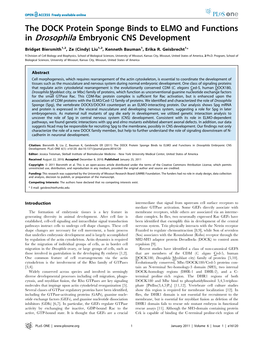 The DOCK Protein Sponge Binds to ELMO and Functions in Drosophila Embryonic CNS Development