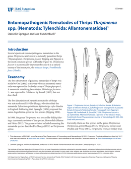 Nematoda: Tylenchida: Allantonematidae)1 Danielle Sprague and Joe Funderburk2