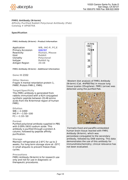 FMR1 Antibody (N-Term) Affinity Purified Rabbit Polyclonal Antibody (Pab) Catalog # AP6879A