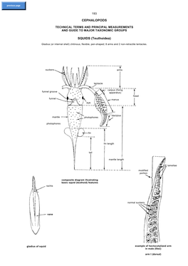 CEPHALOPODS SQUIDS (Teuthoidea)