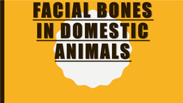 Facial Bones in Domestic Animals Nasal Bones