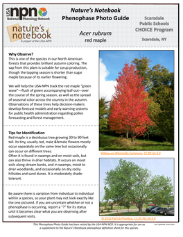 Nature's Notebook Phenophase Photo Guide Acer Rubrum