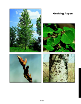 Quaking Aspen