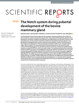 The Notch System During Pubertal Development of the Bovine