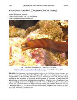 Caribbean Chestnut Moray)