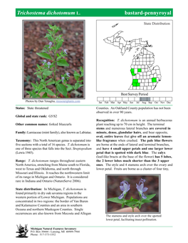 Trichostema Dichotomum L. Bastard-Pennyroyalbastard-Pennyroyal, Page 1