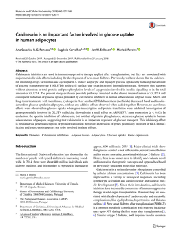 Calcineurin Is an Important Factor Involved in Glucose Uptake in Human Adipocytes