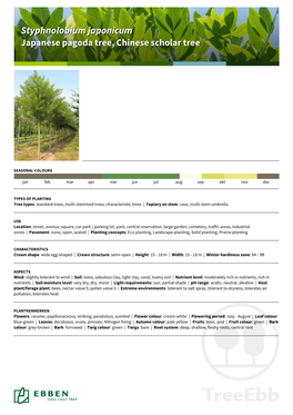 Styphnolobium Japonicumjaponicum Japanesejapanese Pagodapagoda Tree,Tree, Chinesechinese Scholarscholar Treetree