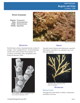 Alien Marine Invertebrates of Hawaii