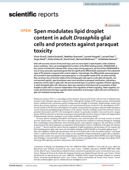Spen Modulates Lipid Droplet Content in Adult Drosophila Glial Cells And